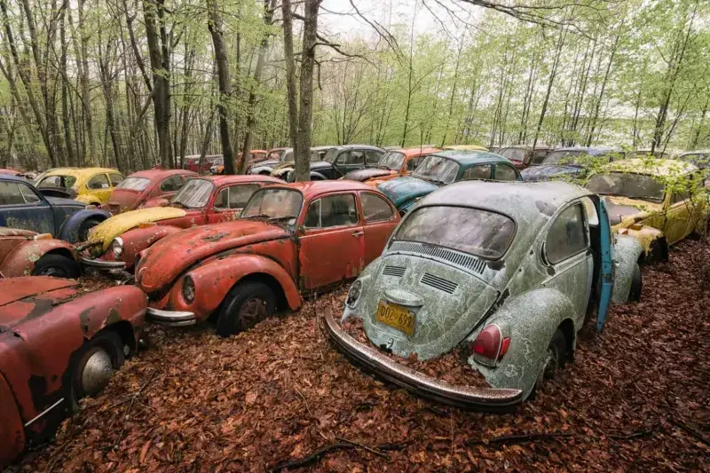 VW Beetle Graveyard VW Beetle Graveyard