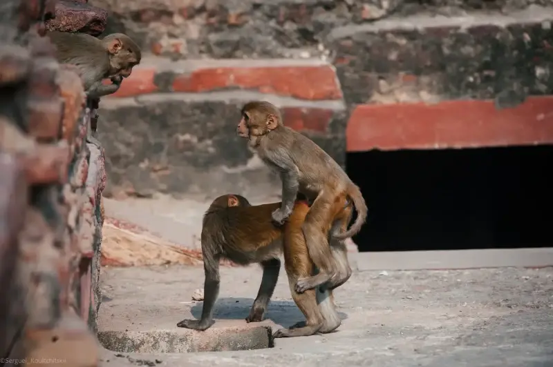 Agra, Uttar Pradesh, India — Agra — 2011 — photo captured with NIKON D3, 200.0-400.0 mm f/4.0