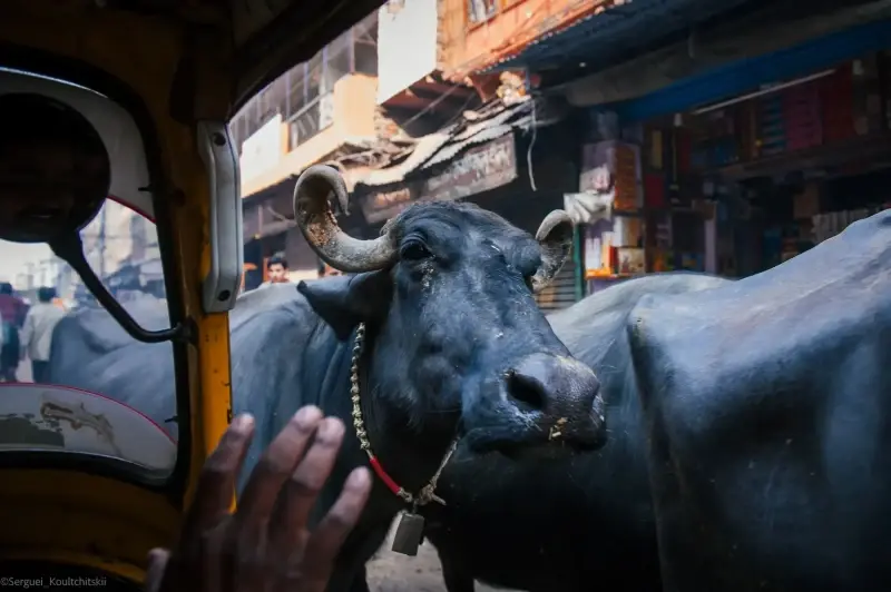 Agra, Uttar Pradesh, India — Agra — 2011 — photo captured with NIKON D3, 24.0-70.0 mm f/2.8