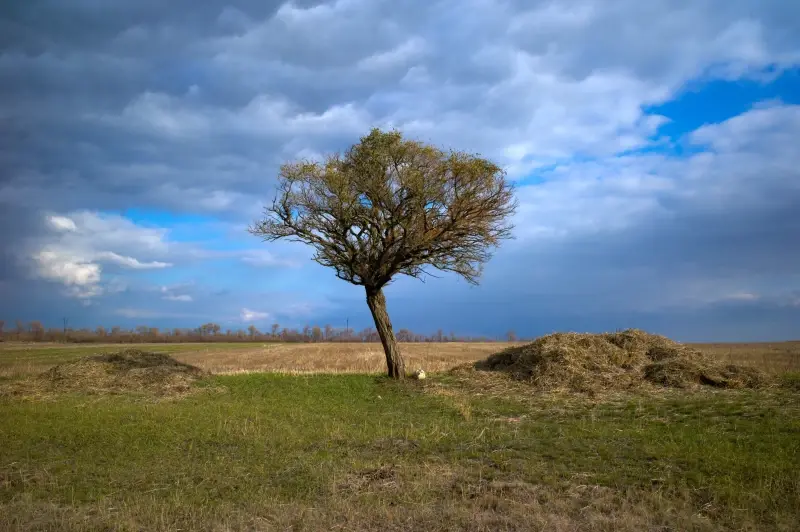 Donetsk Oblast, Ukraine — Маріуполь-Волноваха — фото снято на M9 Digital Camera, Elmarit-M 28mm f/2.8 ASPH.